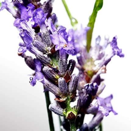 Maison des fragrances