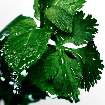 Maison des fragrances