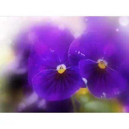 Alyson Oldoini Black Violet Eau de Parfum (EDP) Mixte 100ml - Maison des fragrances