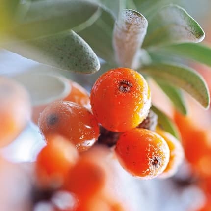 Weleda Deodorant Roller Sea Buckthorn Natural And Refreshing Déodorant (Déo) Mixte